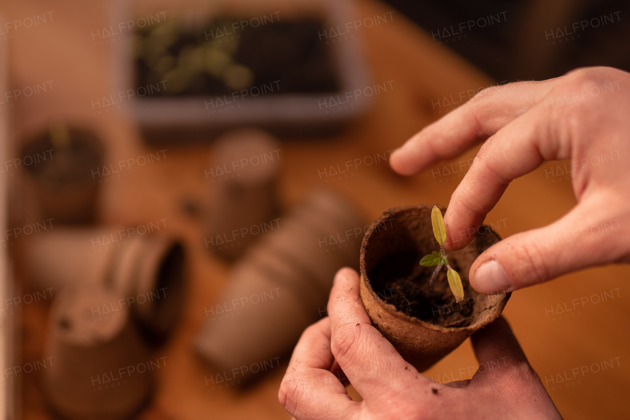 A person planting the seedlings into containers with the soil at home