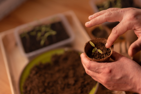 A person planting the seedlings into containers with the soil at home