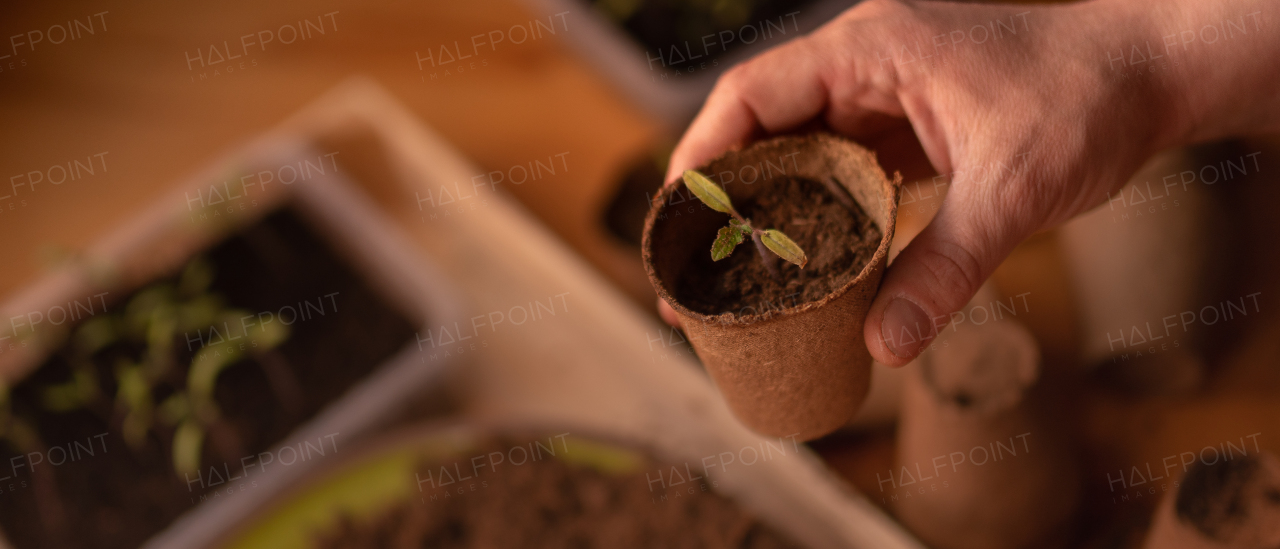 A person growing plants from seeds at home, home gardening.