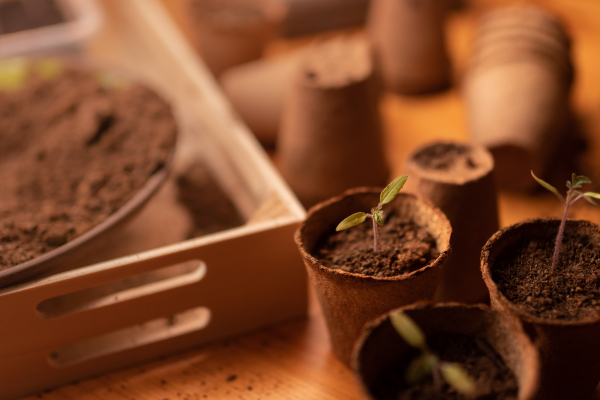 Young fresh seedlings growing in a biodegradable pot, home gardening.