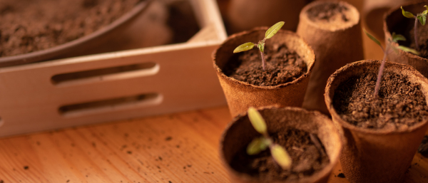 Young fresh seedlings growing in a biodegradable pot, home gardening.