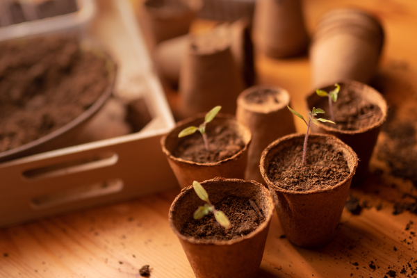 Young fresh seedlings growing in a biodegradable pot, home gardening.