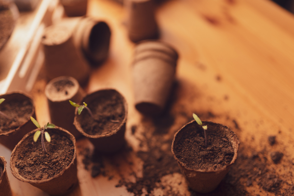 Young fresh seedlings growing in a biodegradable pot, home gardening.