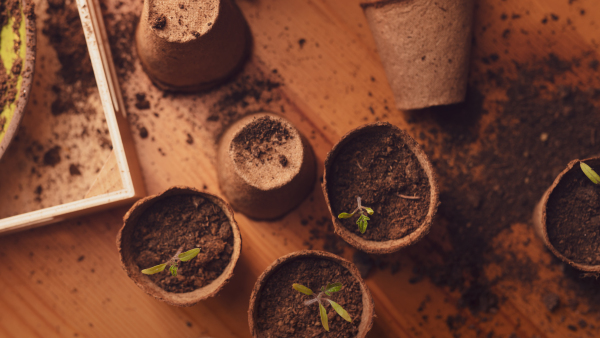 Young fresh seedlings growing in a biodegradable pot, home gardening.