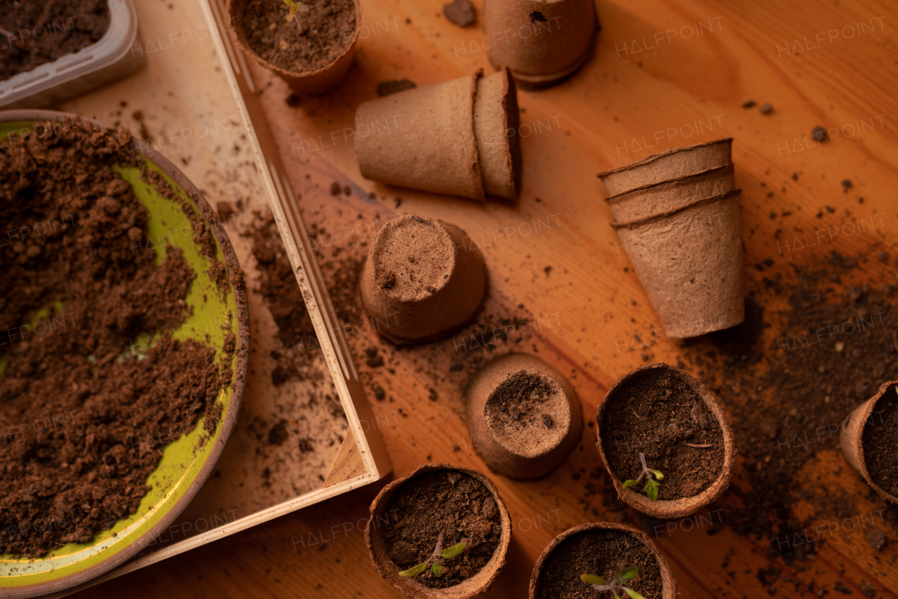 Young fresh seedlings growing in a biodegradable pot, home gardening.