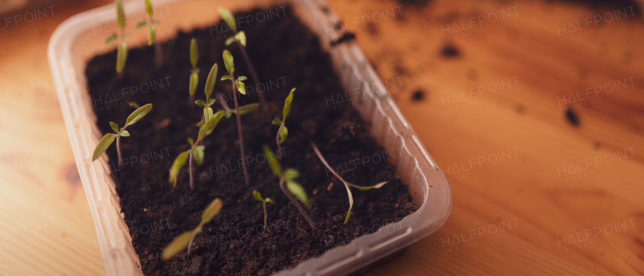 The plants and seedlings in containers with the soil at home