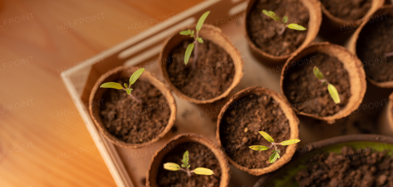 Young fresh seedlings growing in a biodegradable pot, home gardening.