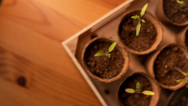 Young fresh seedlings growing in a biodegradable pot, home gardening.