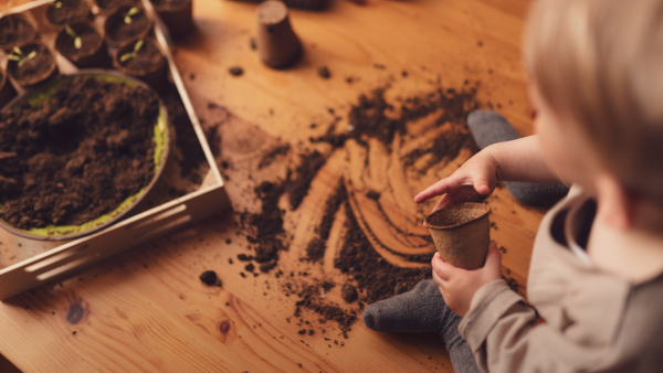 A mess and dirt on a table while little boy is playing with potted seedlings at home.