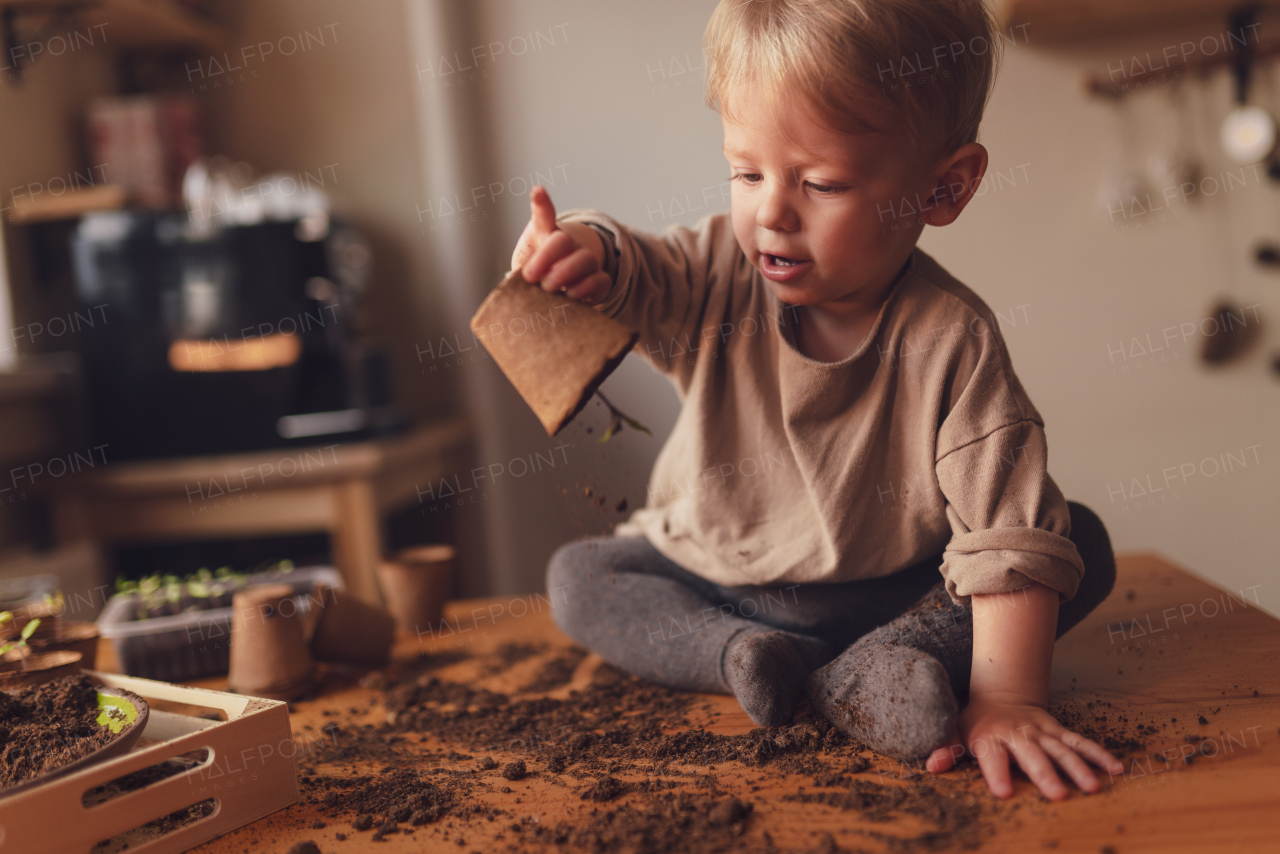 A mess and dirt on a table while little boy is playing with potted seedlings at home.