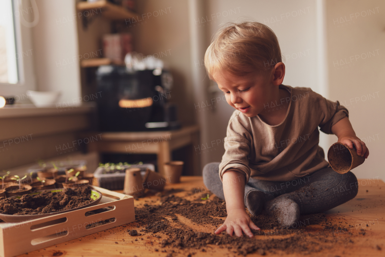 A mess and dirt on a table while little boy is playing with potted seedlings at home.