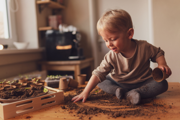 A mess and dirt on a table while little boy is playing with potted seedlings at home.