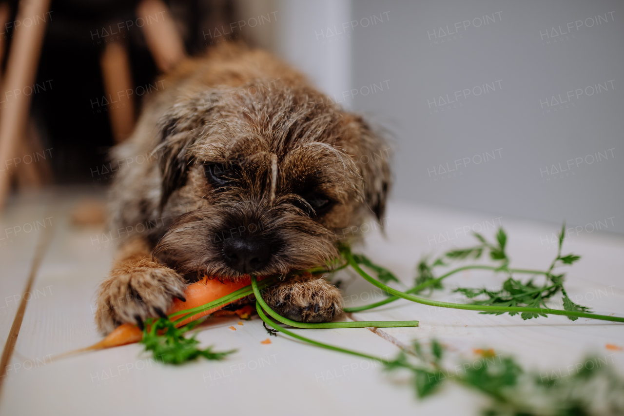 A dog eating carrot indoors on white background.