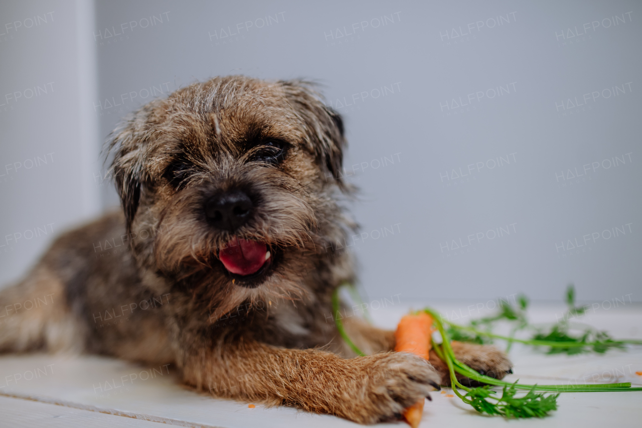 A dog eating carrot indoors on white background.