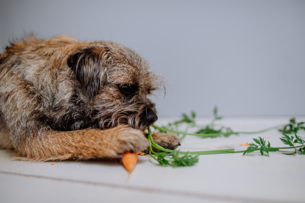 A dog eating carrot indoors on white background.