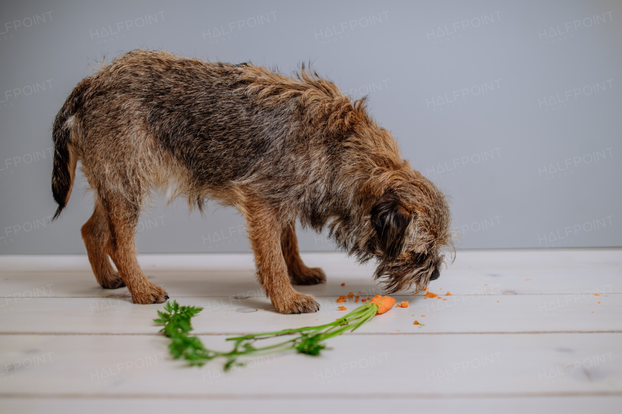 A dog eating carrot indoors on white background.