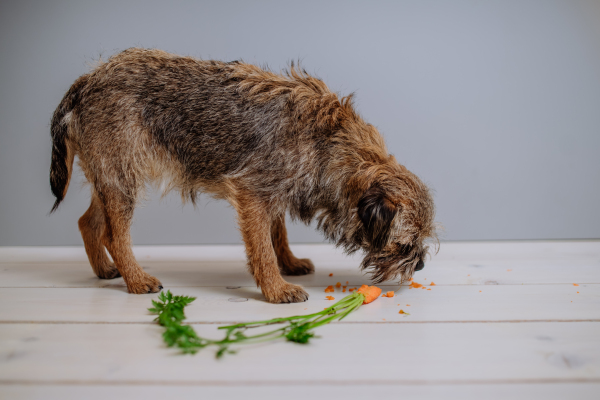 A dog eating carrot indoors on white background.