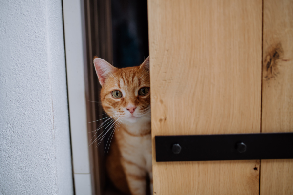 A ginger curious cat peeking through door.