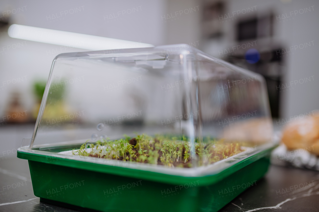 Young plants grown from a seed in mini greenhouse at home.