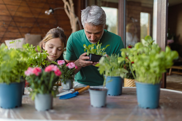 A teenage daughter helping father to plant flowers, home gardening concept