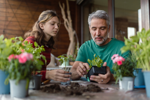 A teenage daughter helping father to plant flowers, home gardening concept