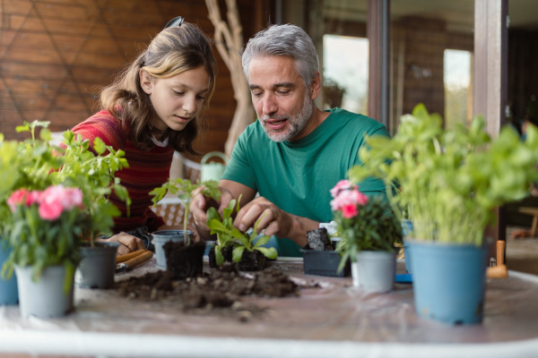 A teenage daughter helping father to plant flowers, home gardening concept