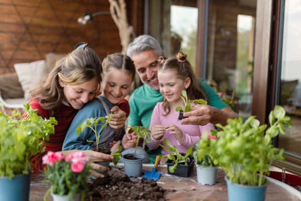 Three daughters helping a father to plant flowers, home gardening concept