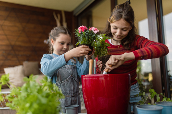 Two little sisters planting flowers together, a home gardening concept.