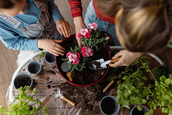 A top view of two little sisters planting flowers together, home gardening concept.