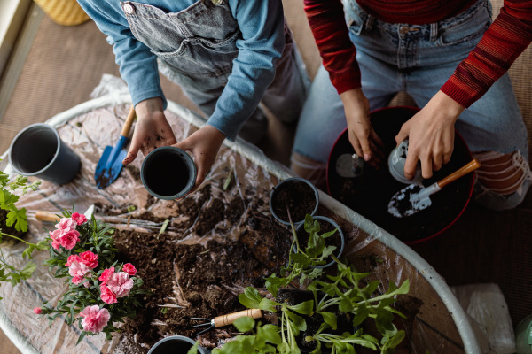 A top view of two little sisters planting flowers together, home gardening concept.