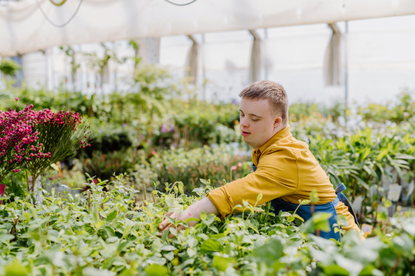 A happy young employee with Down syndrome working in garden centre, taking care of flowers.