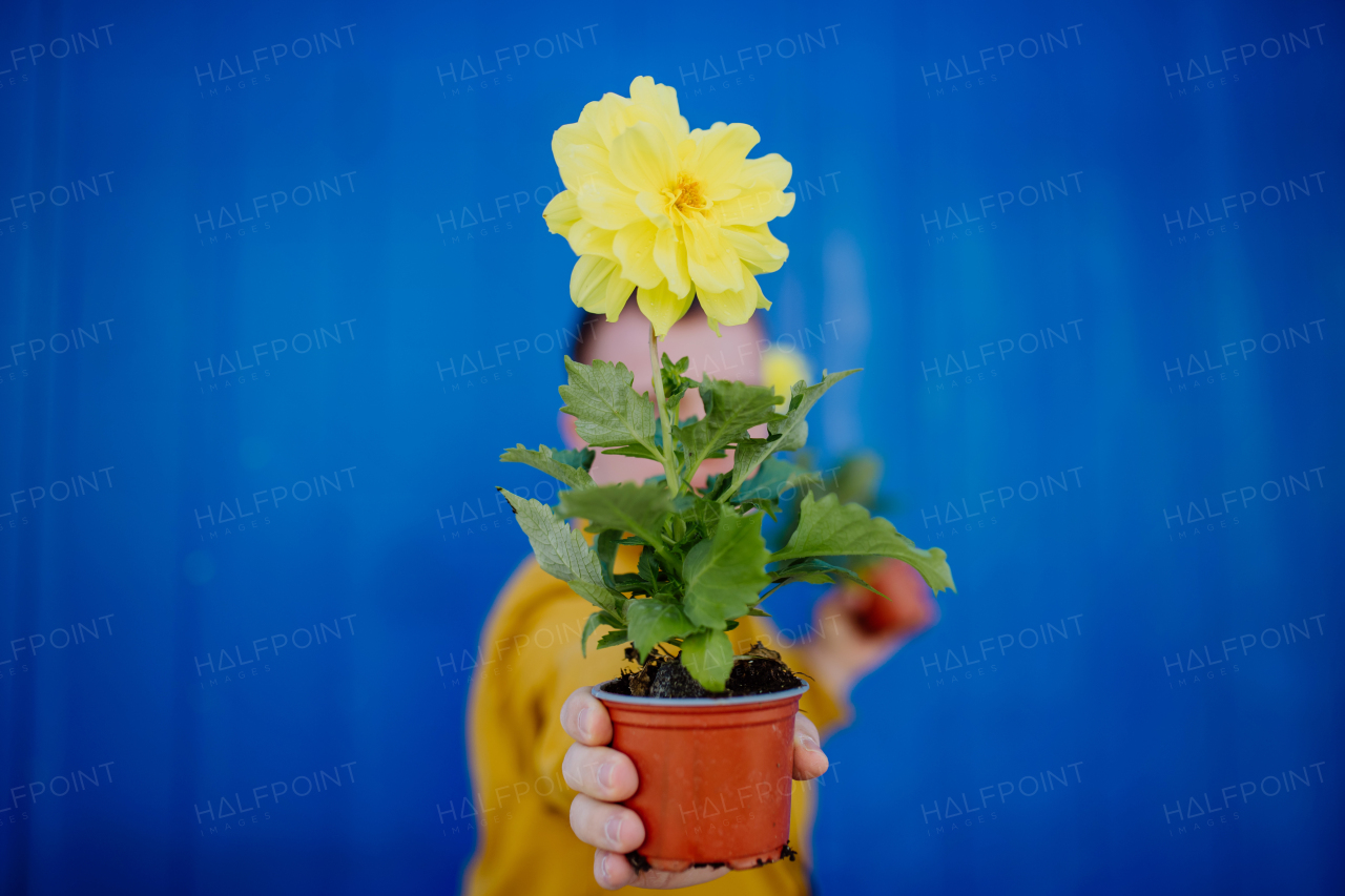 A happy young man with Down syndrome looking at camera and holding pot flowers against blue background.