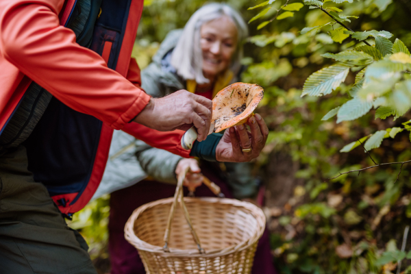 Senior friends picking mushrooms in autumn forest.