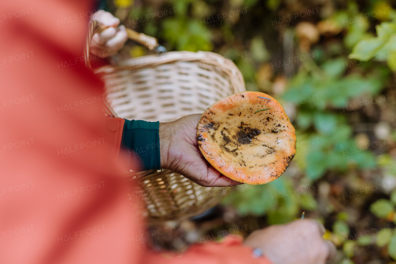 Close-up of senior man cleaning mushrooms in autumn forest.