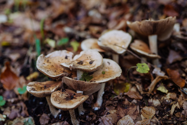 Close-up of brown mushroom growing in a forest.