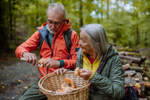 Senior friends picking mushrooms in autumn forest.