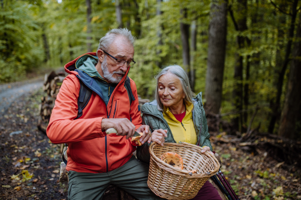 Senior friends picking and cleaning mushrooms in autumn forest.