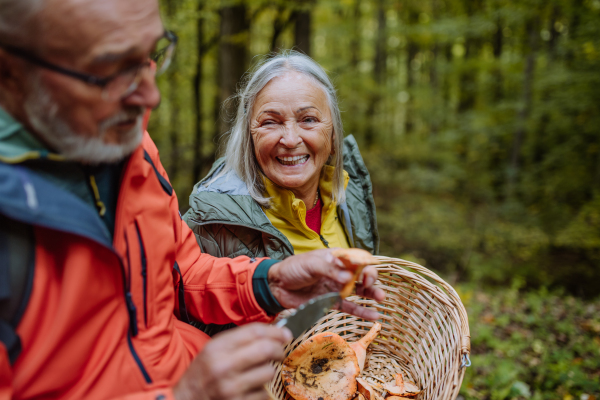 Senior friends picking and cleaning mushrooms in autumn forest.