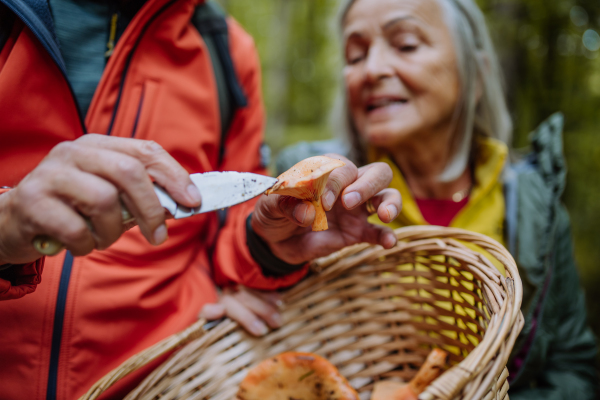 Senior friends picking and cleaning mushrooms in autumn forest.