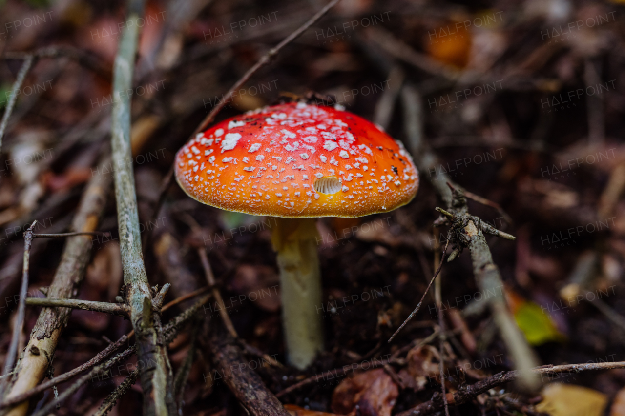 Close-up of red toadstool growing in a forest.