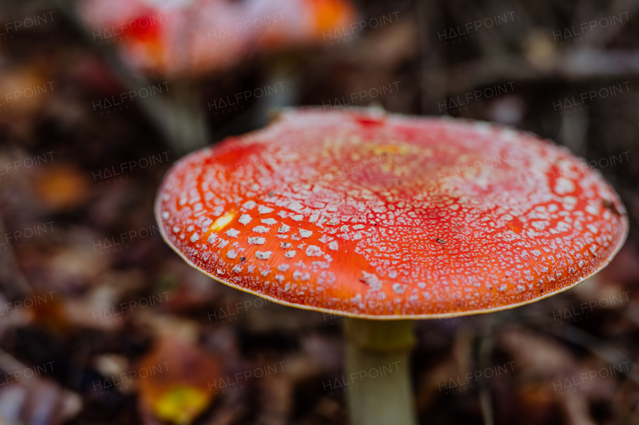 Close-up of red toadstool growing in a forest.