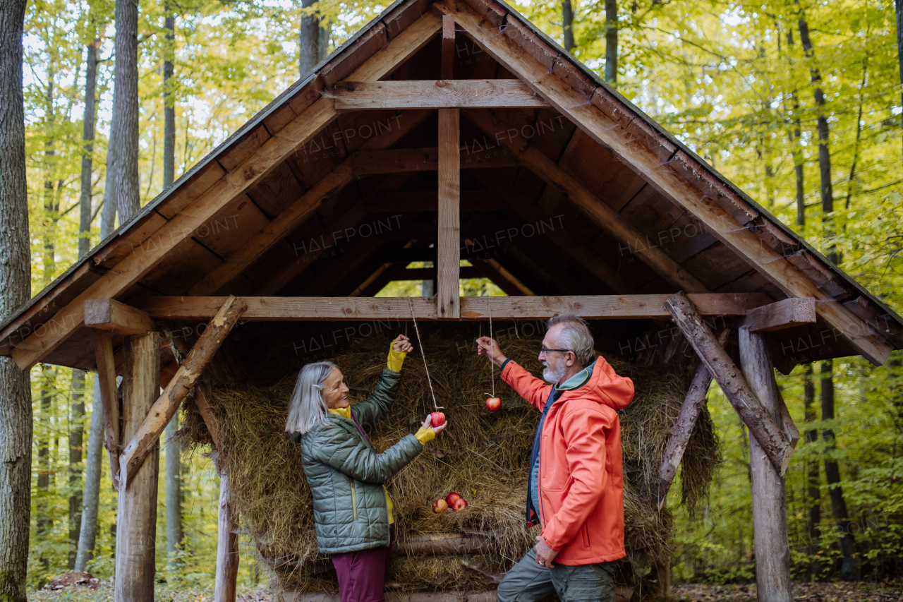 Senior couple hanging apples at animal feeder in forest.