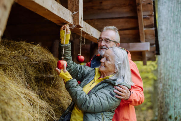 Senior couple hanging apples at animal feeder in forest.