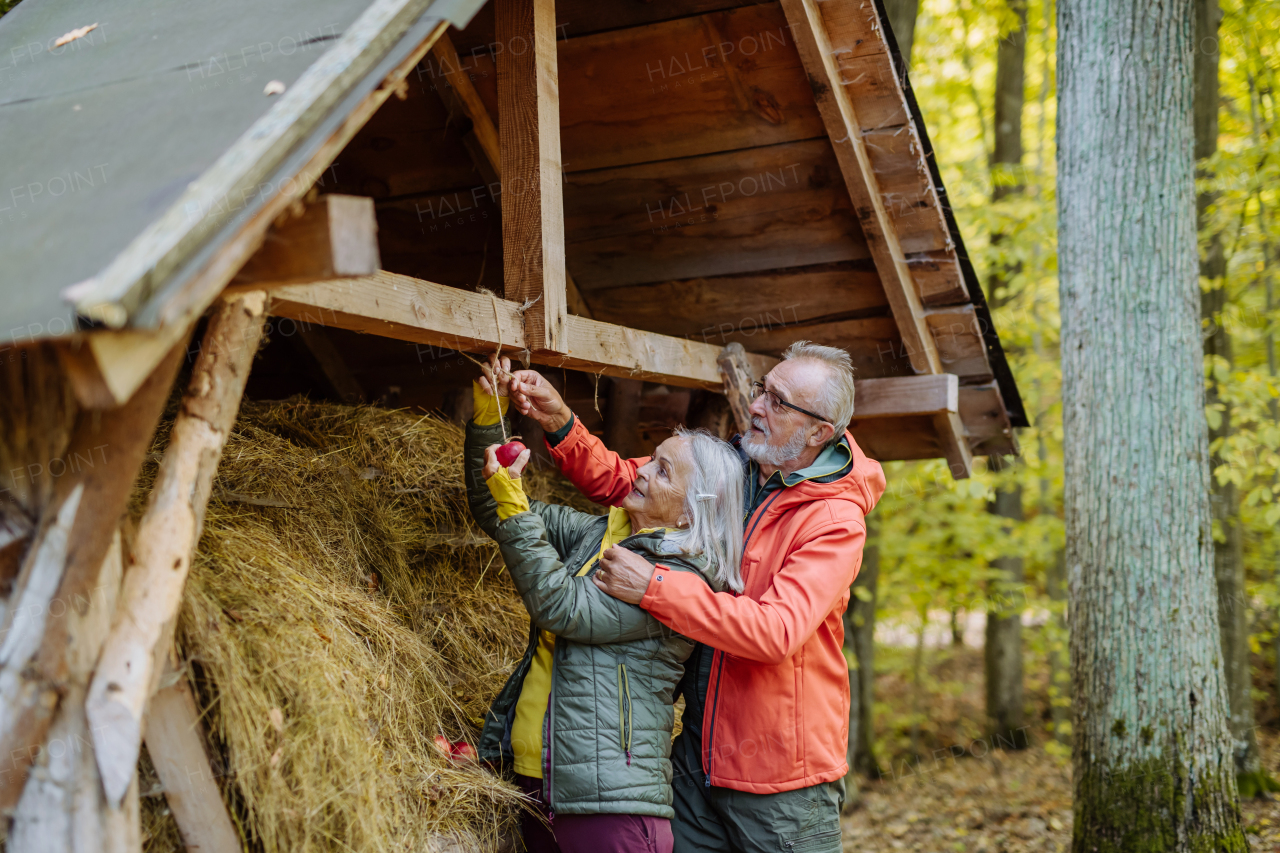 Senior couple hanging apples at animal feeder in forest.