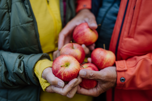 Close-up of senior couple giving apples at animal feeder in forest.