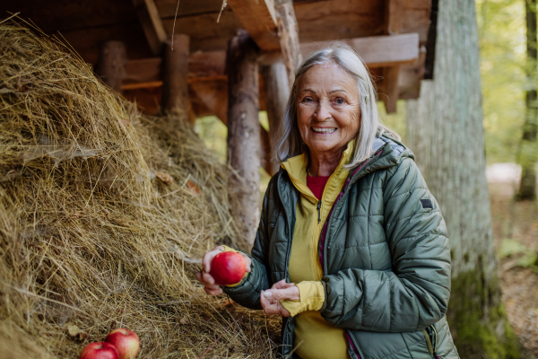 Senior woman giving apples at animal feeder in forest.