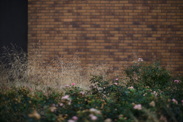 City flower bed in front of a brick wall.