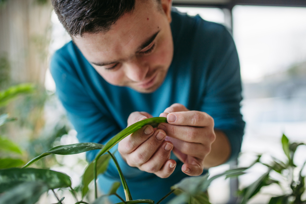 Young man with Down syndrome taking care of indoor plant, touching and snuggling plant leaf.