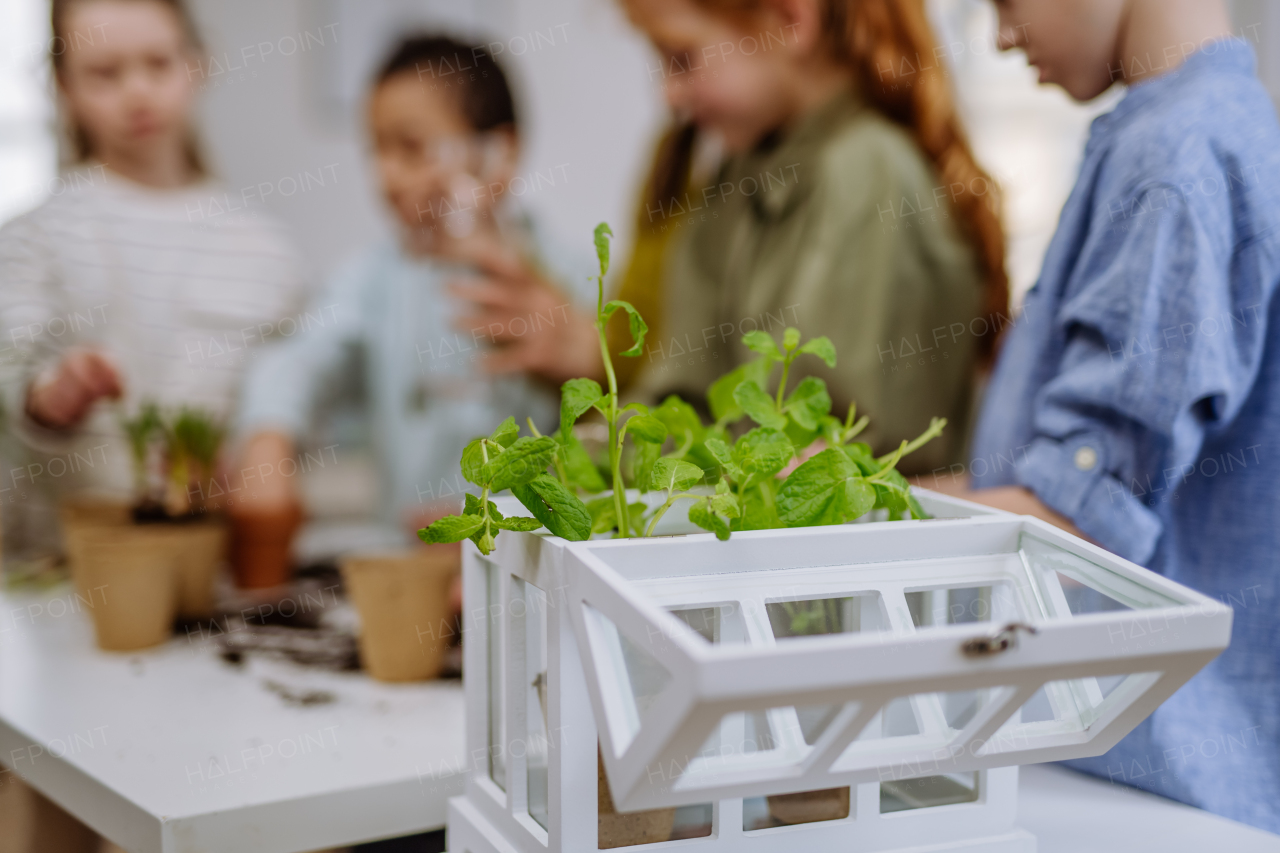 Happy pupils learning how to take care about plants.