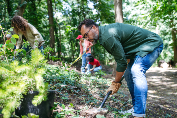 Volunteering for tree planting. Volunteers working in forest, planting sapling trees.